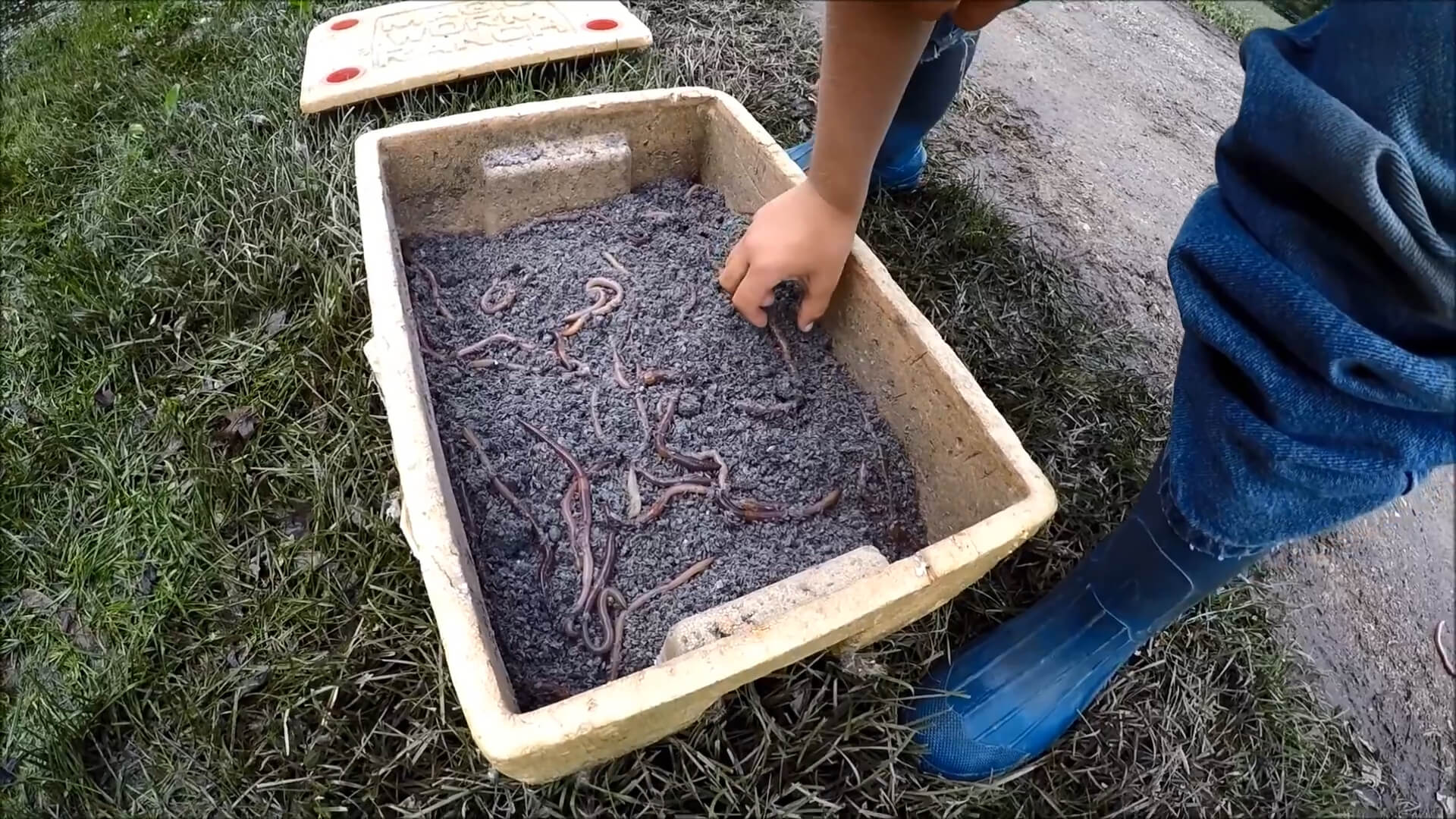 Harvesting Nightcrawlers for Bait